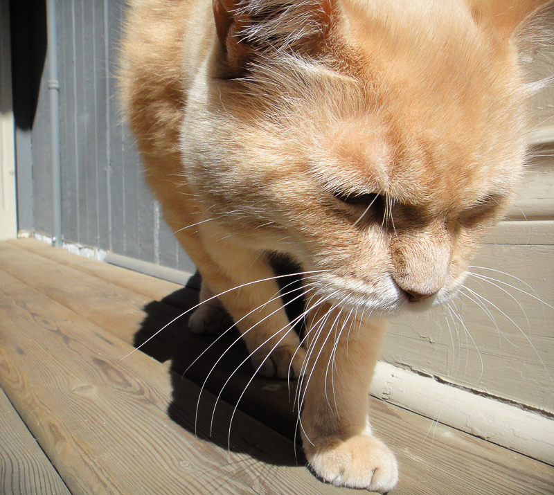 A cat in the neighborhood