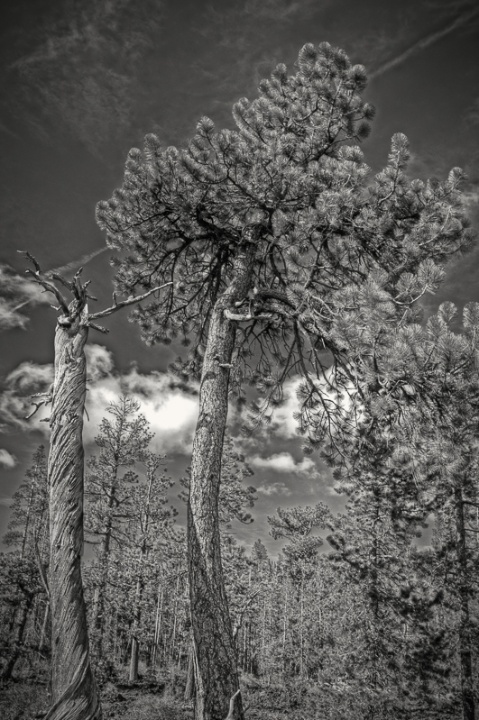 Life and death, Lava Cast Forest, Oregon