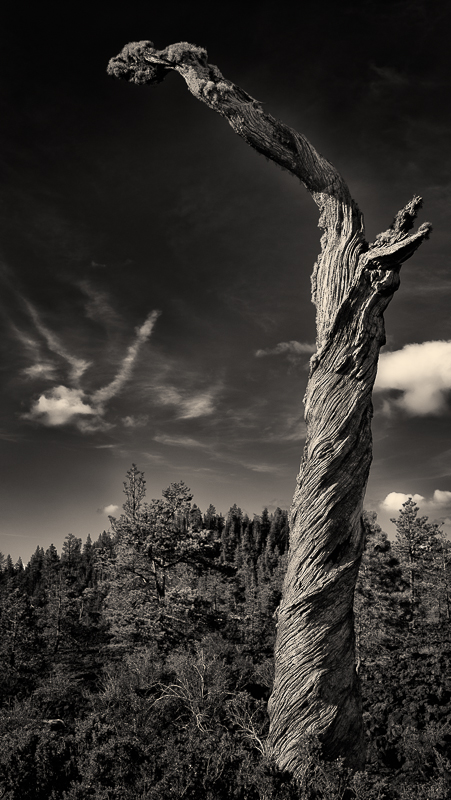King of the forest, Lava Cast Forest, Oregon