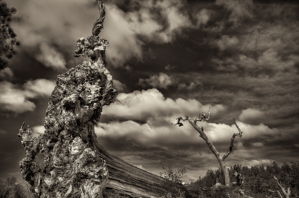 Fallen tree trunk, Lava Cast Forest, Oregon