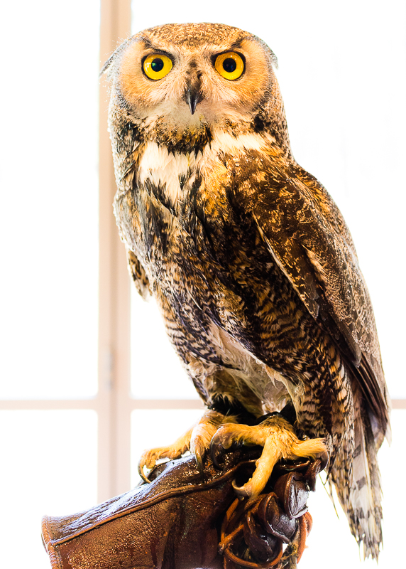 Owl