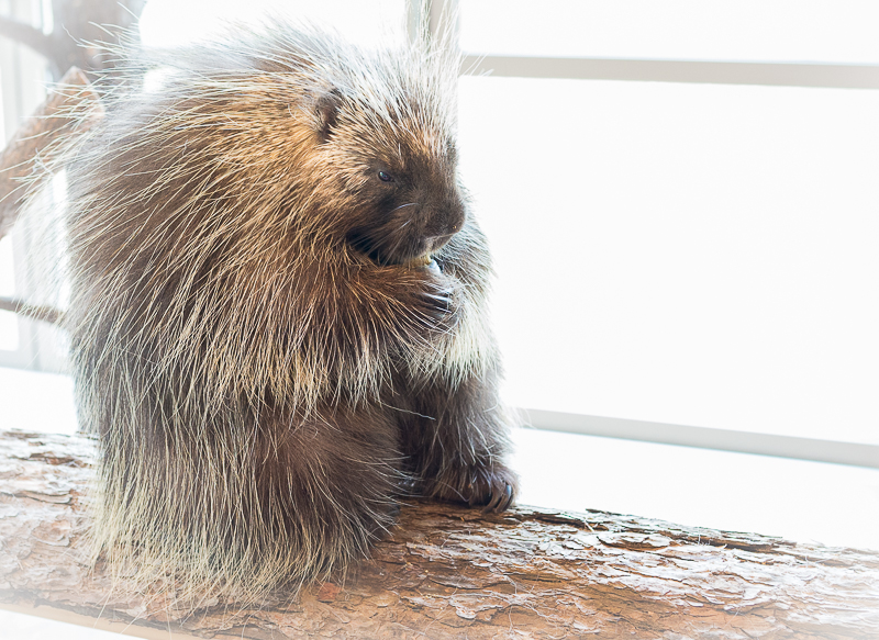 Porcupine