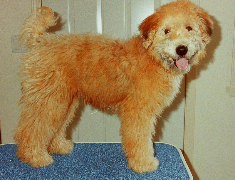 Just groomed baby Misty