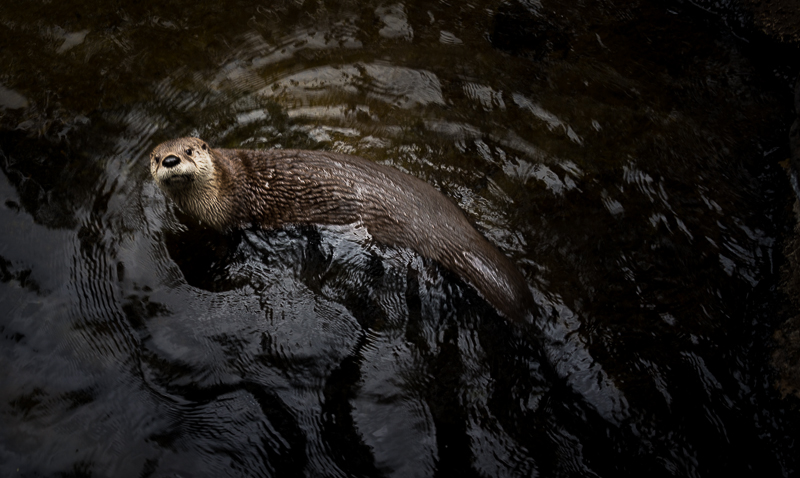 River otter