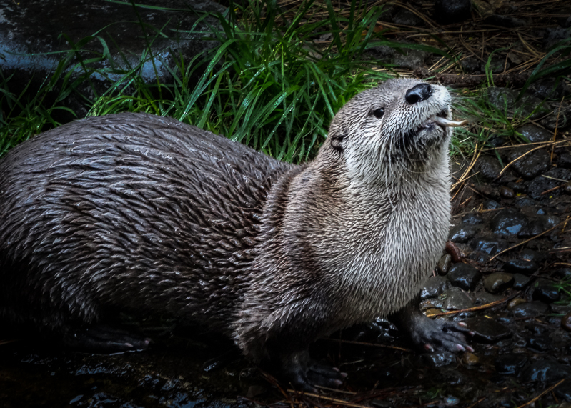 River otter