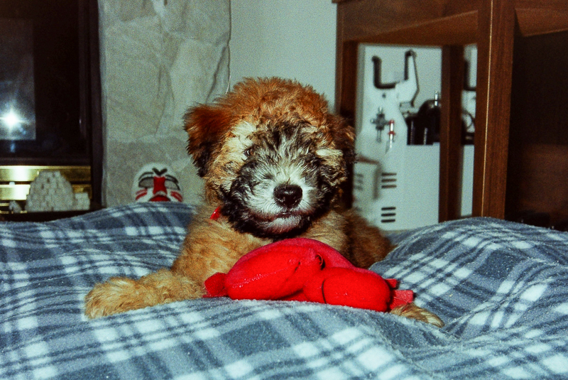 Misty  with her soft toy - 3 months old