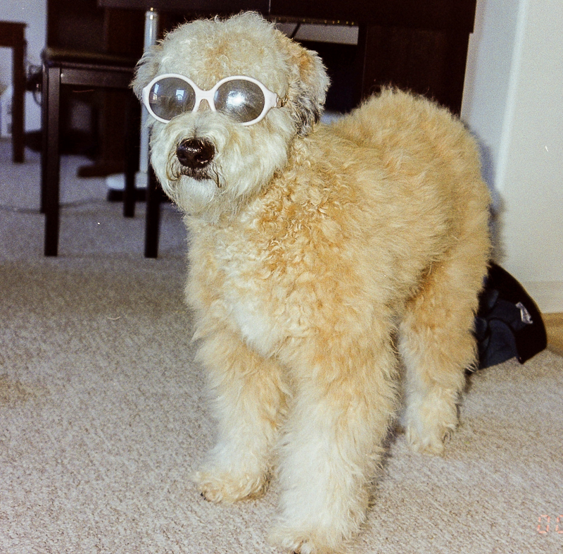Misty with her shades - 11 months old