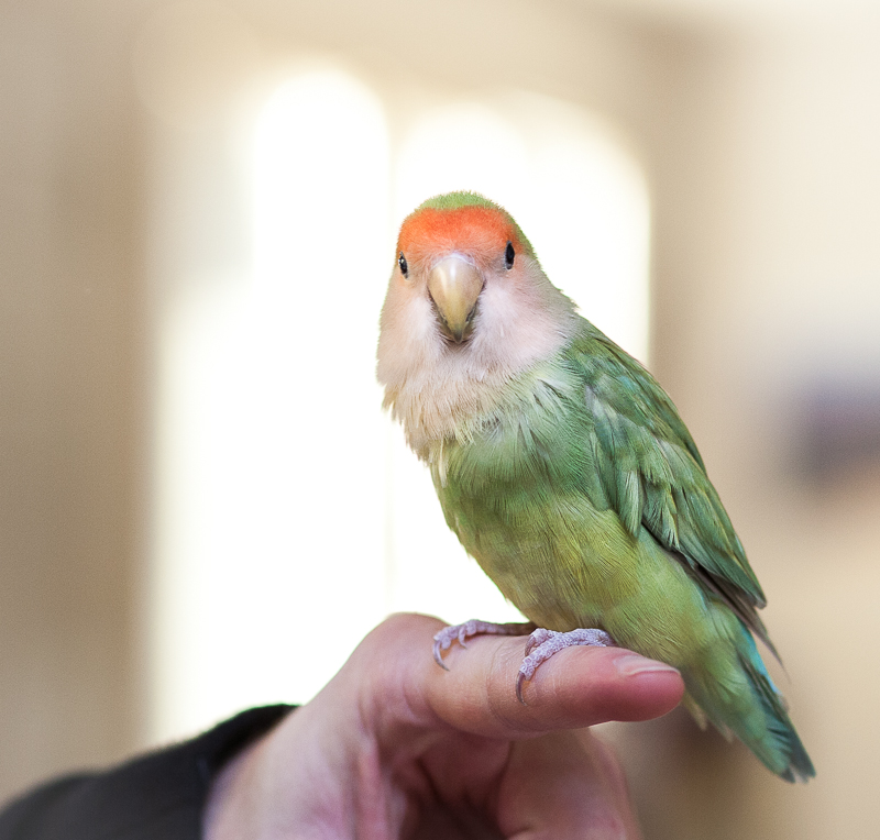 Toot Toot - our Love Bird