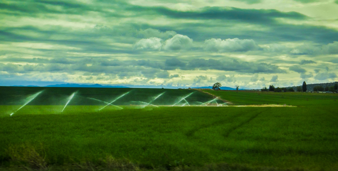 Morning green field