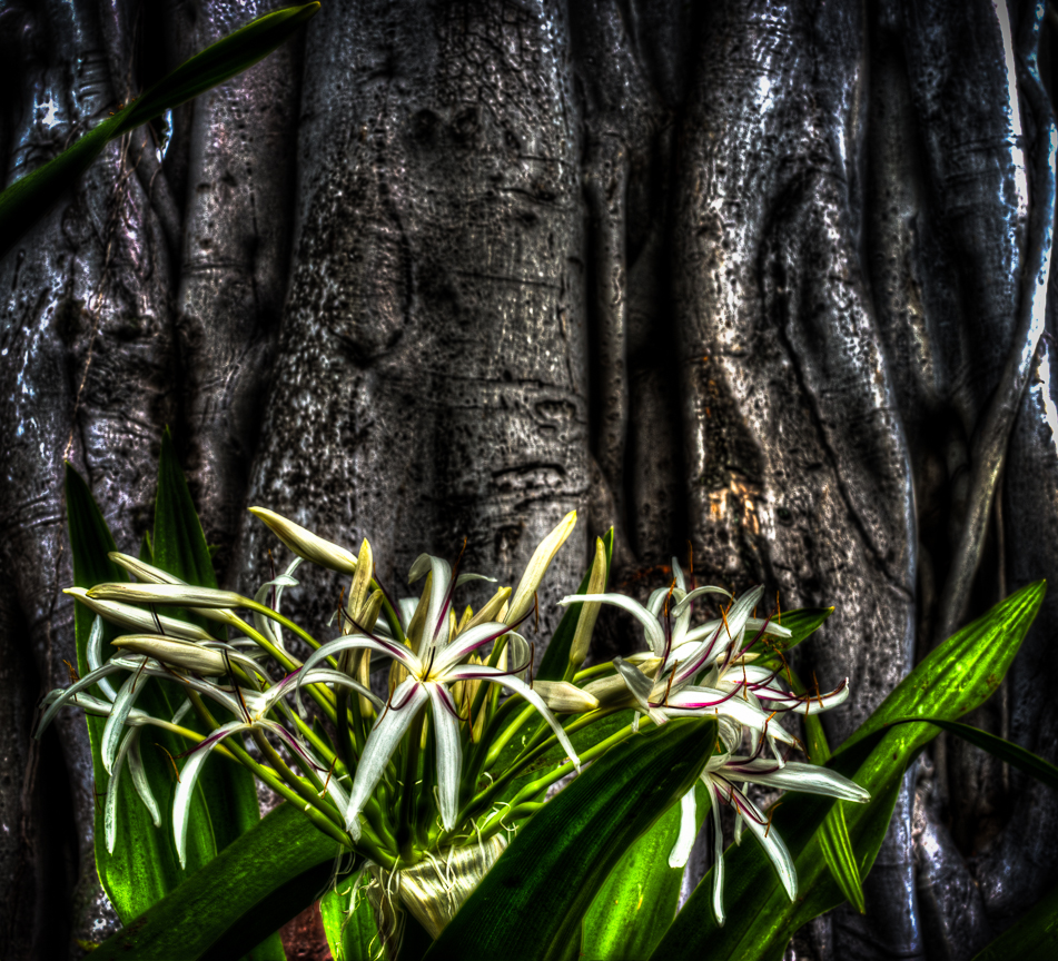 Flowers and Banyan tree