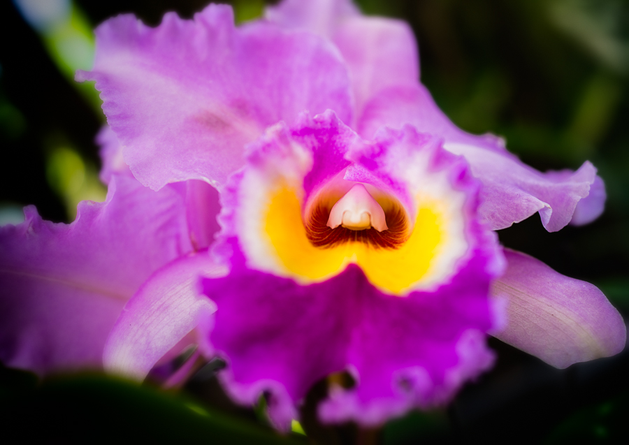 Pink orchid close-up