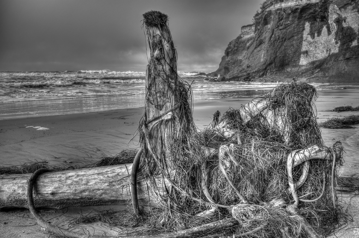 Drift wood and sea weed