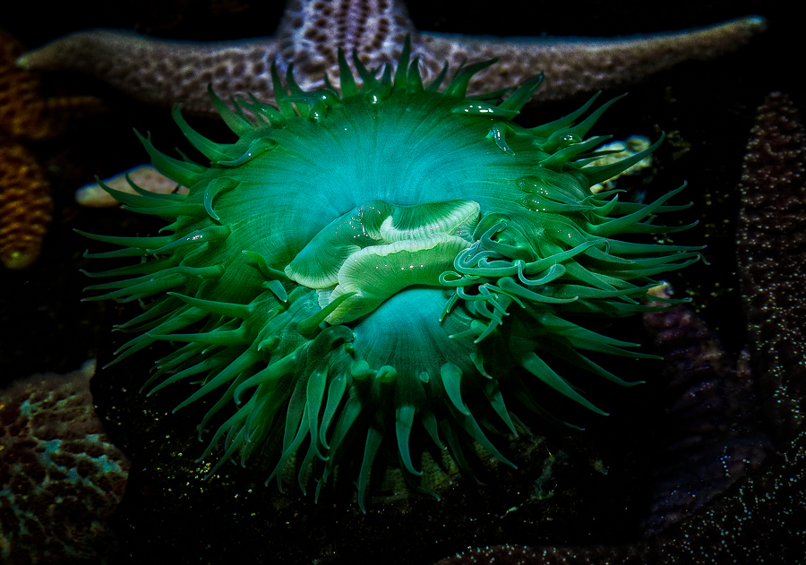 Sea Anemone