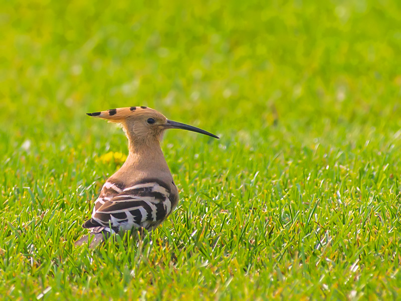 Eurasian Hoopoe