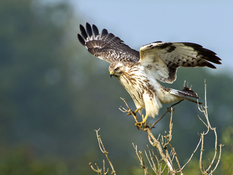 Common Buzzard