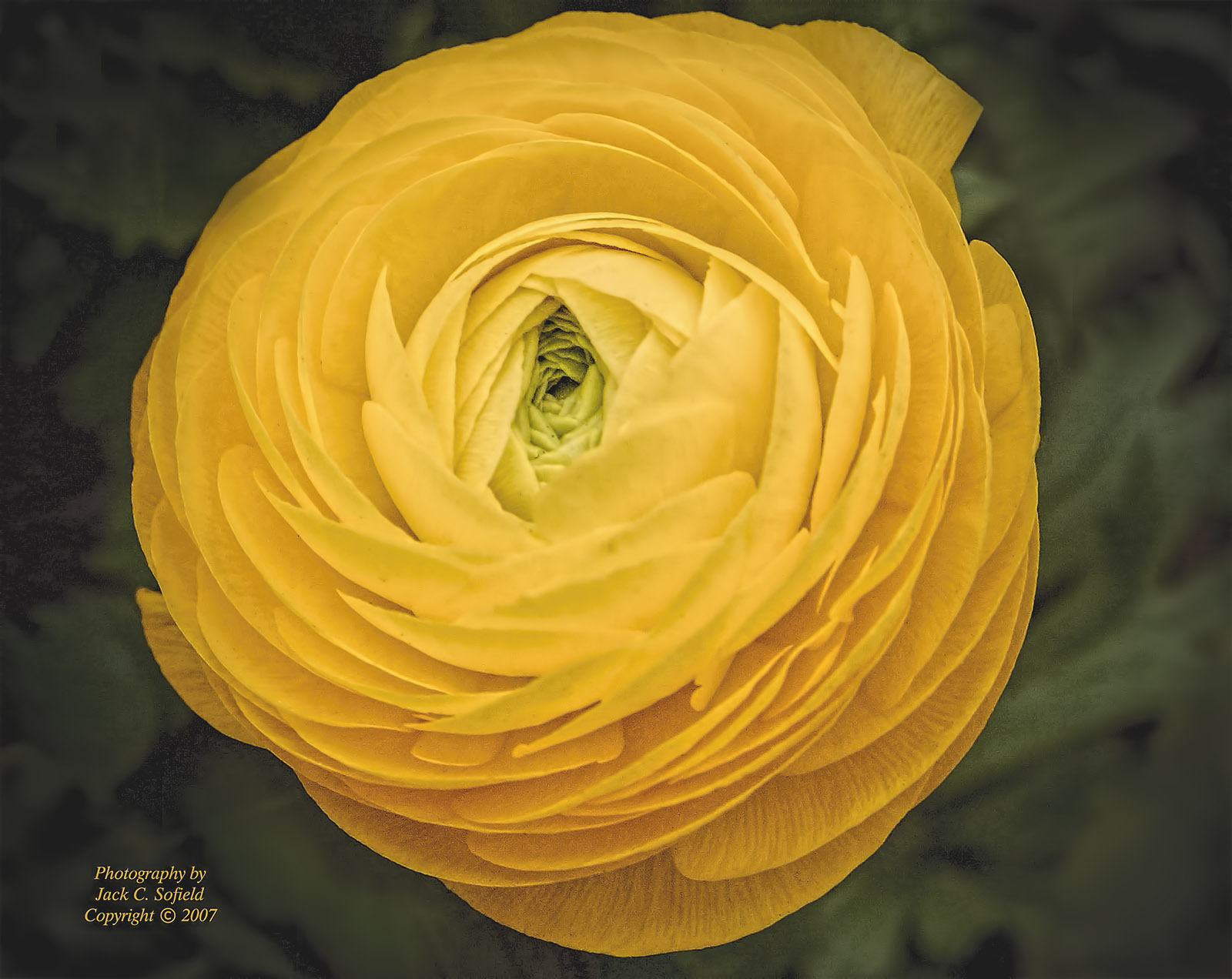 Ranunculus