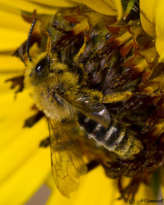 Andrena Bee