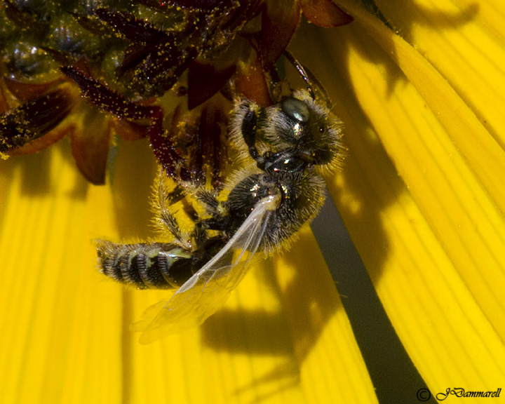 Perdita Bee