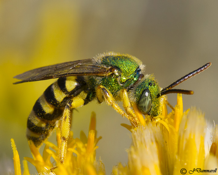 Sweat Bee  Agopostemon male