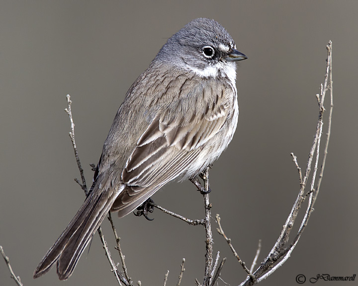 Sage Sparrow