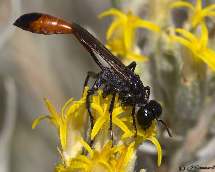Podalonia wasp male