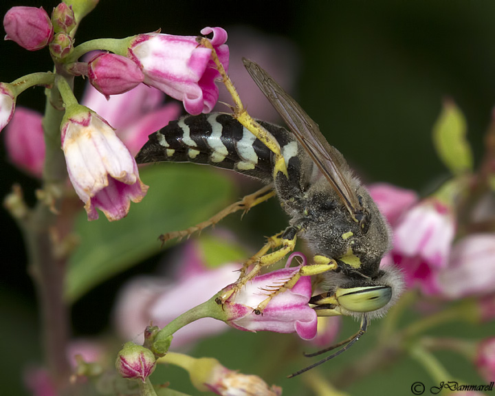 Sand Wasp