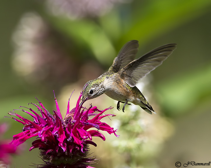 Calliope Hummingbird