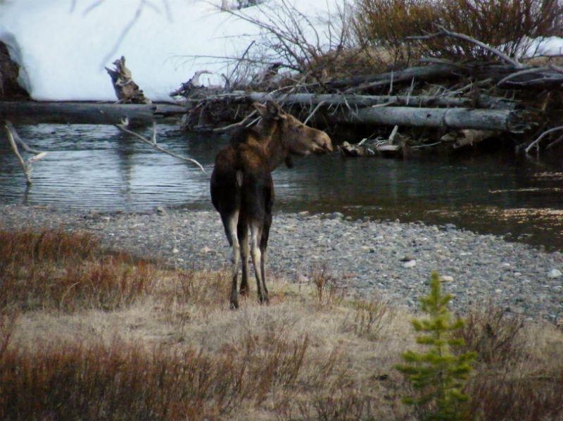 Mother moose looking for her yearling 2012
