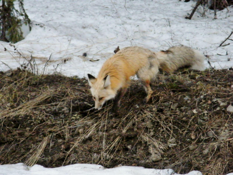 Fox hunting