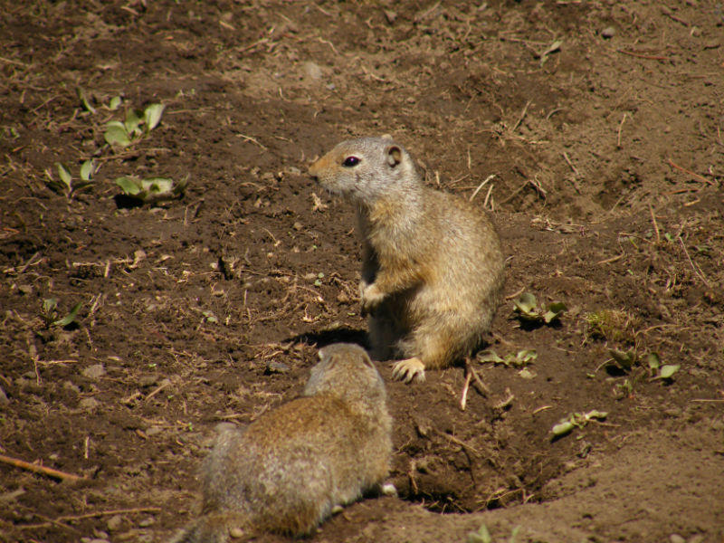 Pair of grizzly bait
