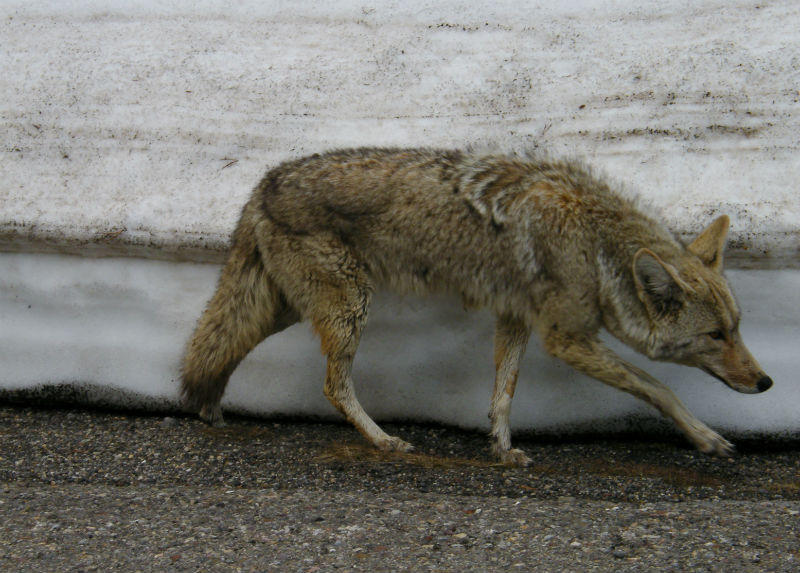 2011_0513Spring 405_800x573.JPG
