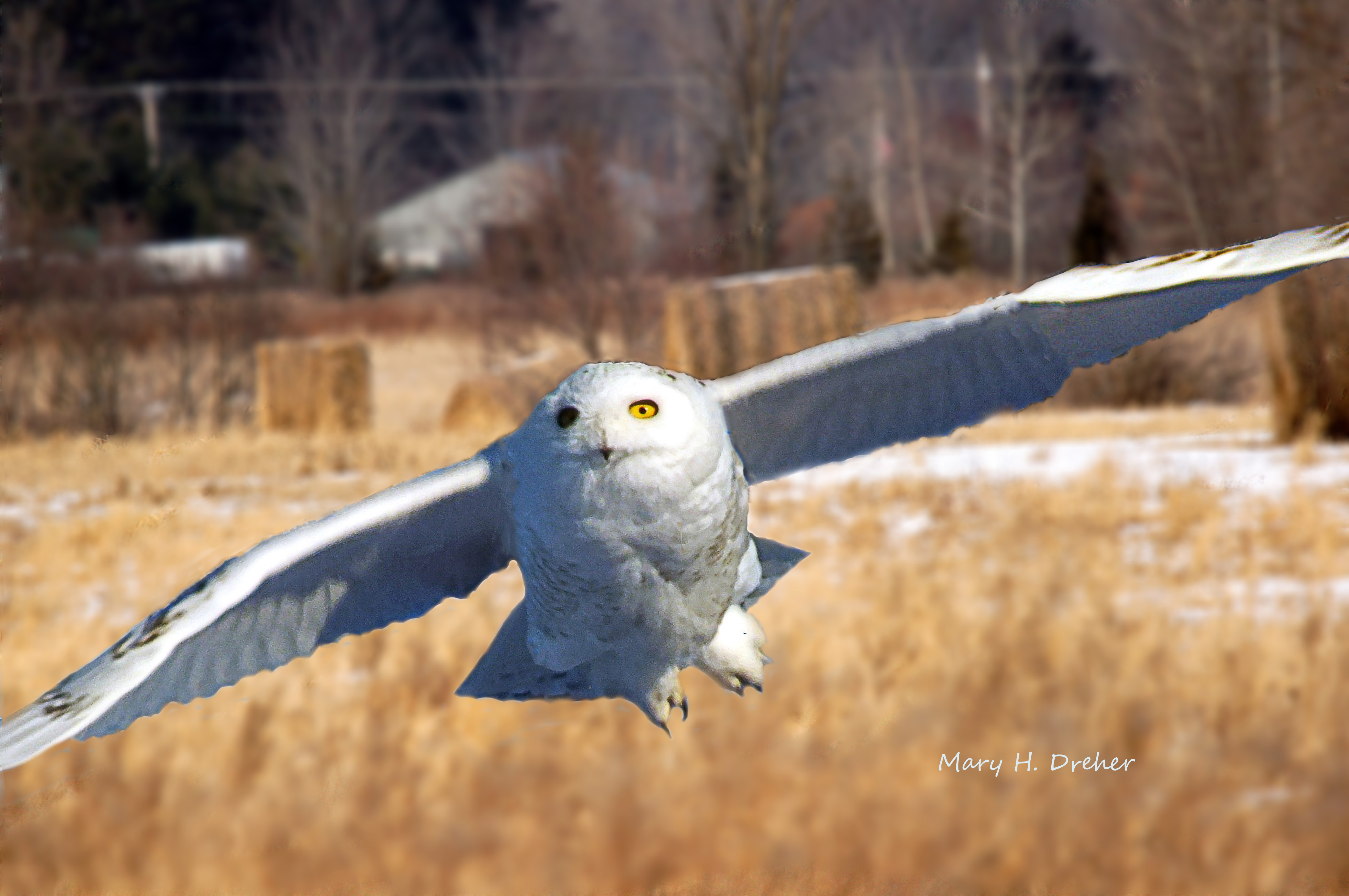 Pine City Snowy Owl