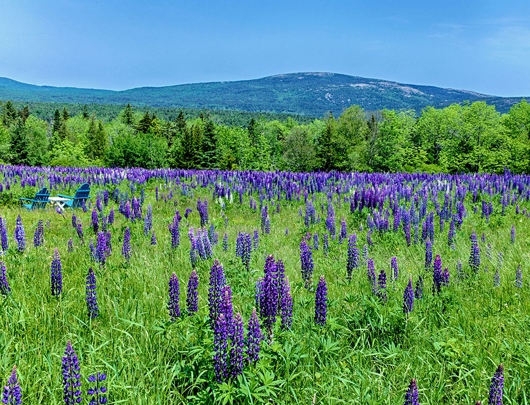 A Field of Lupines