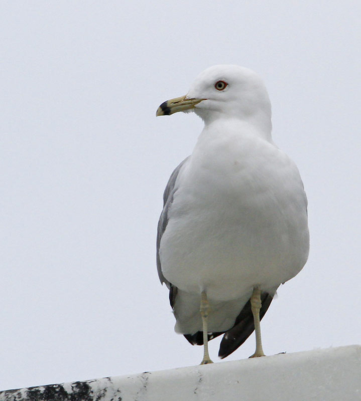 Ring-billed Gull, adult