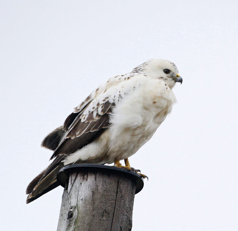 Common Buzzard, pale morf, (Brringevrk)