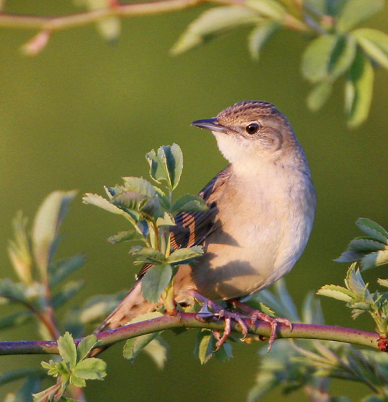 Common Grasshopper Warbler