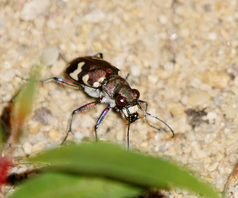 Brun sandjgare, (Cicindela hybrida)