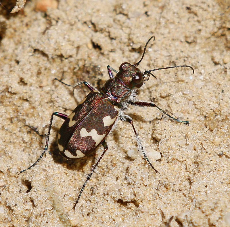 Brun sandjgare, (Cicindela hybrida)