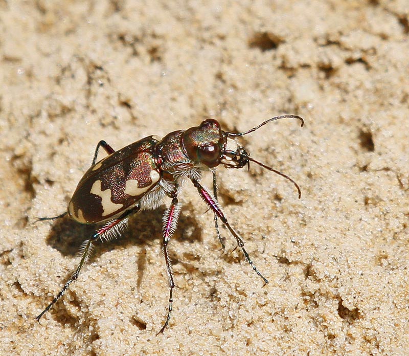 Brun sandjgare, (Cicindela hybrida)