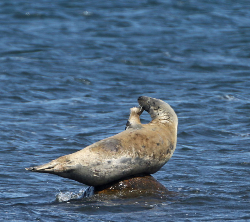 Grey Seal