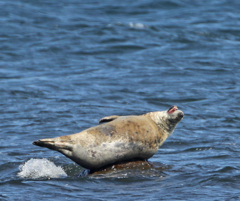 Grey Seal