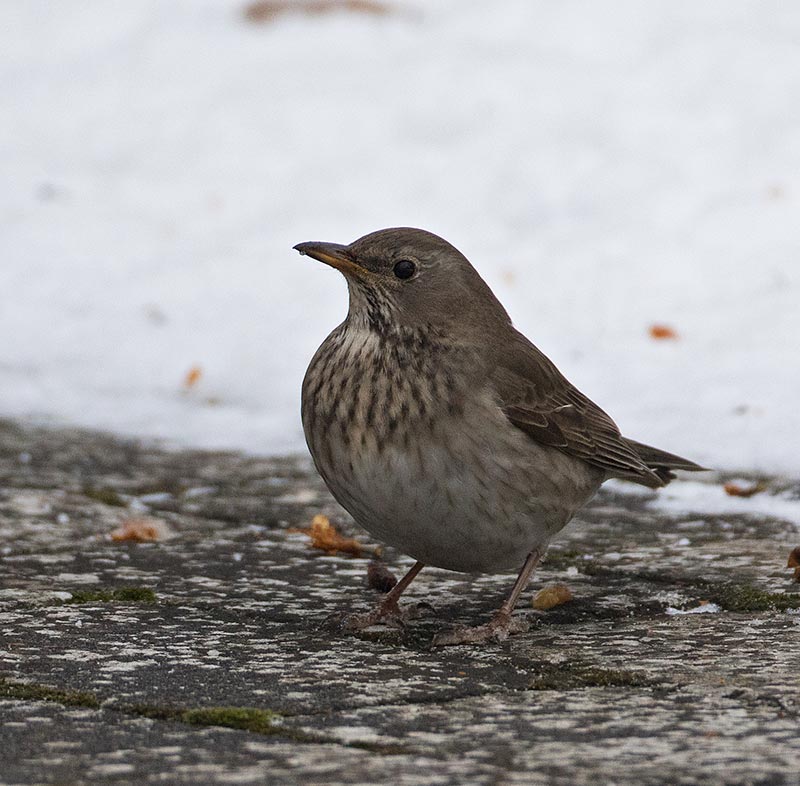 Black-throated Trush, 2nd cy