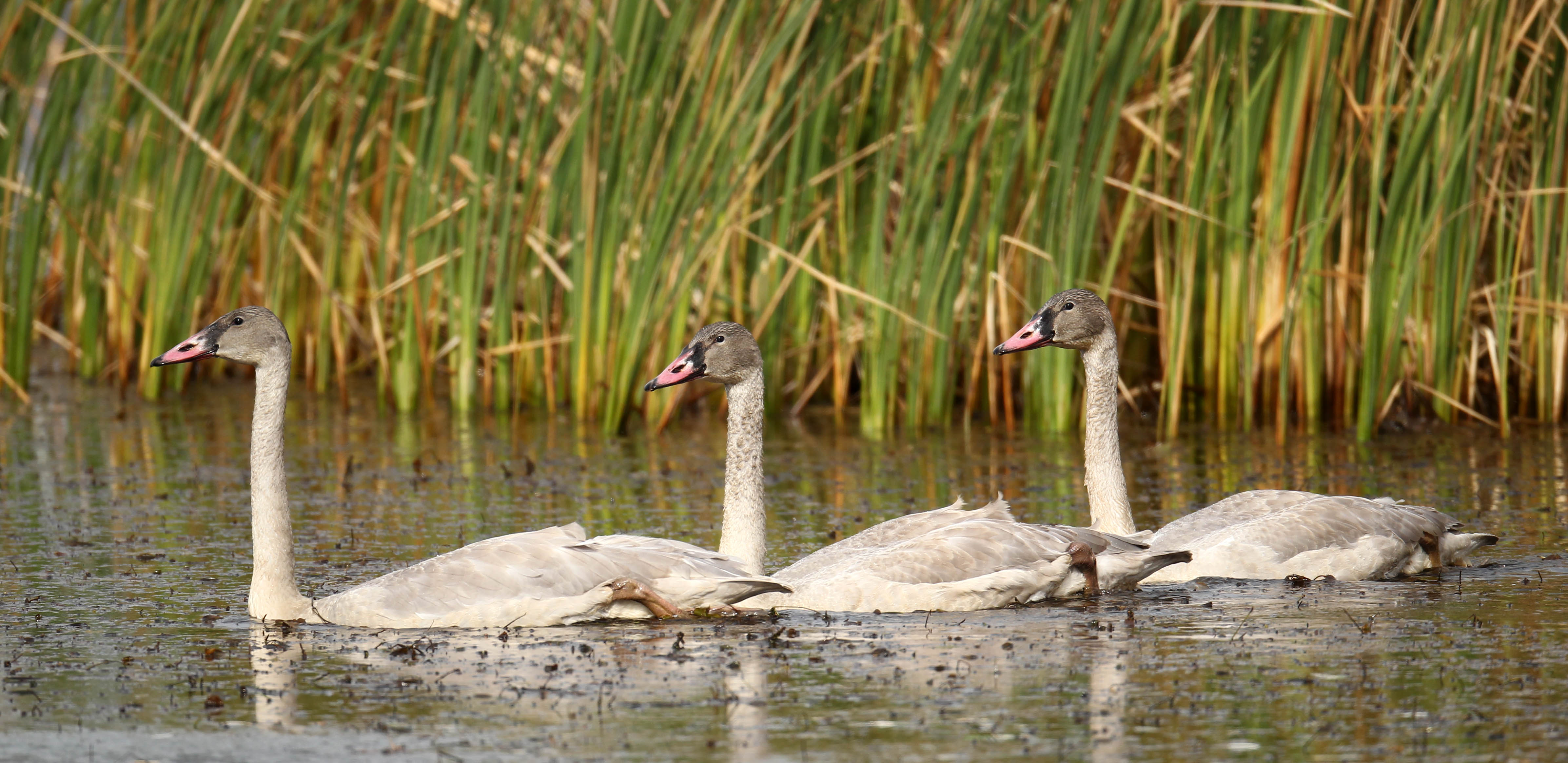 Les trois orphelins