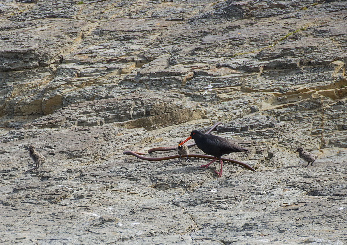 Oyster catcher and chicks