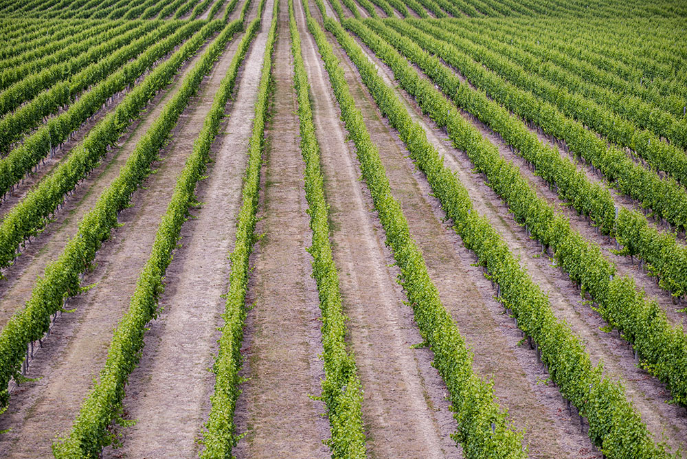 Marlborough Vineyards, home of Sauvignon Blanc in New  Zealand