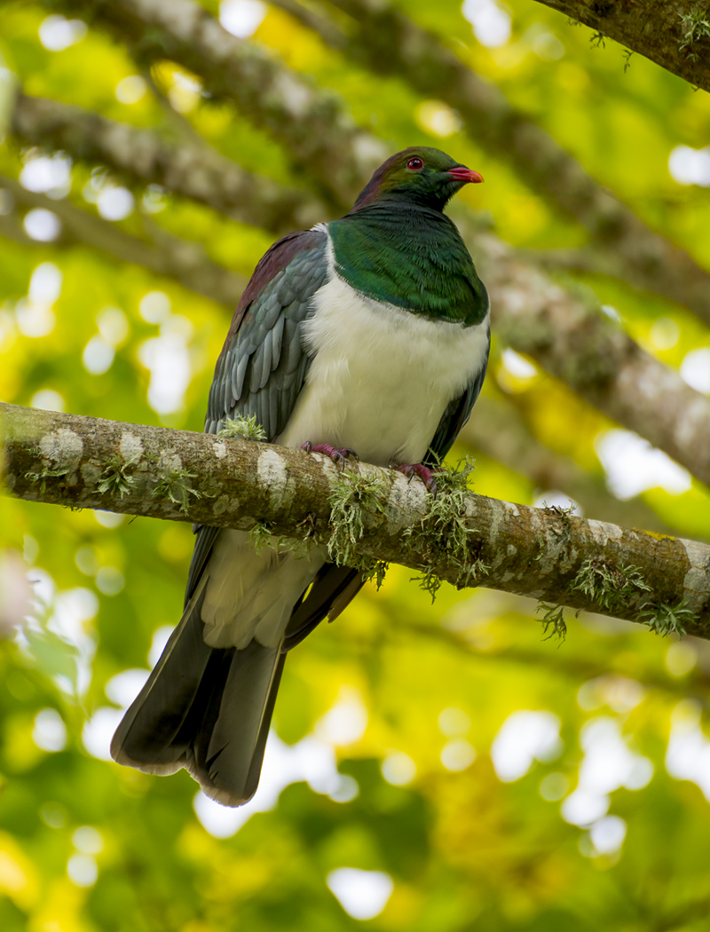 22 April 2015 - Wood Pigeon