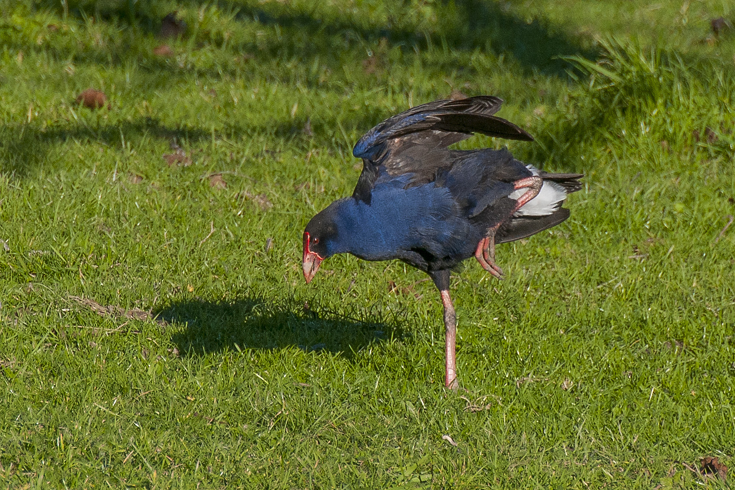 The Pukeko balances on one leg while raising one wing