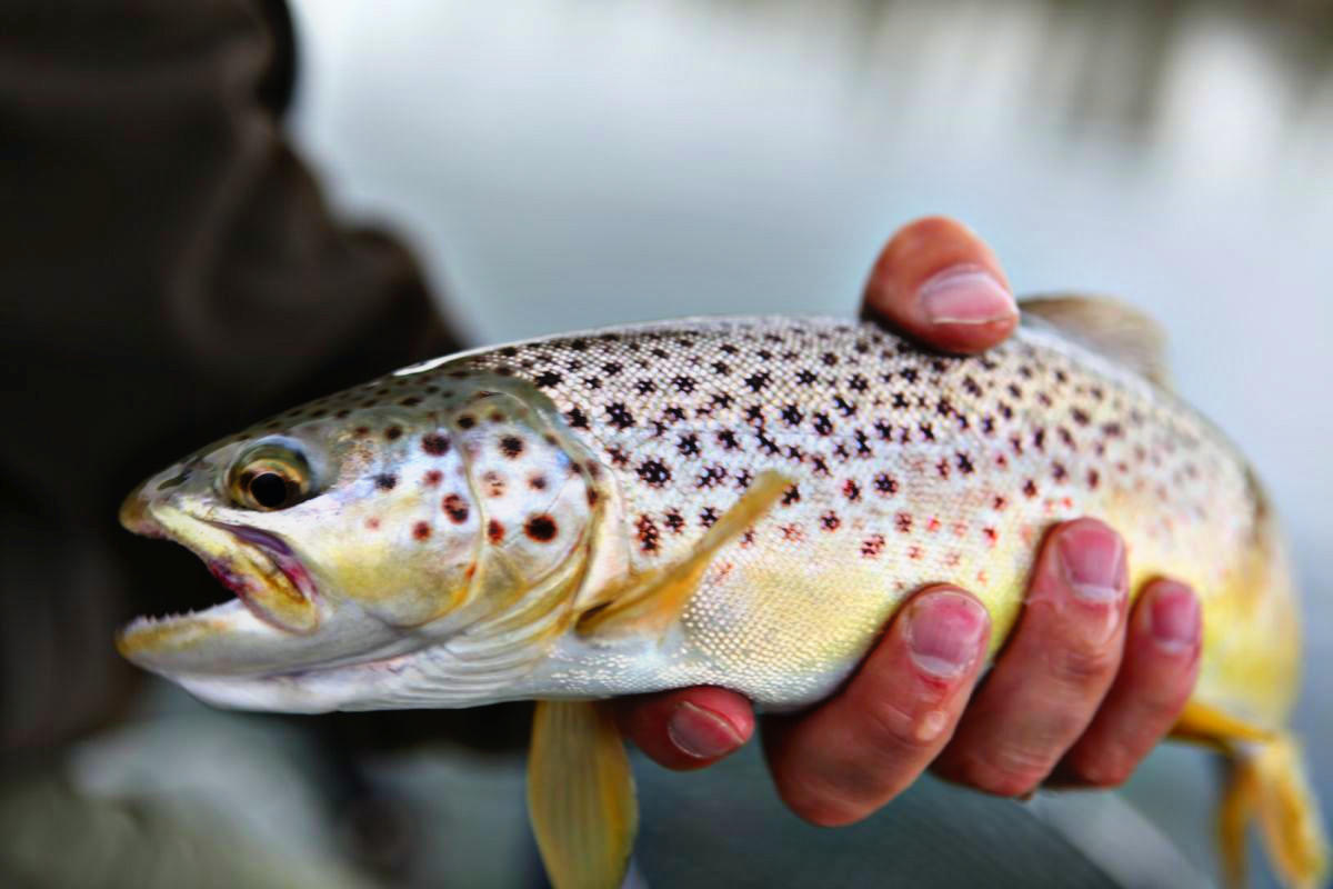 Red Deer Brown
