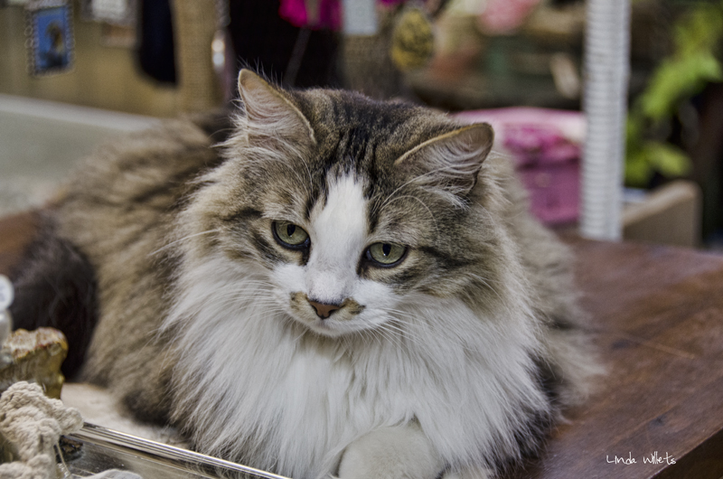 Kitty