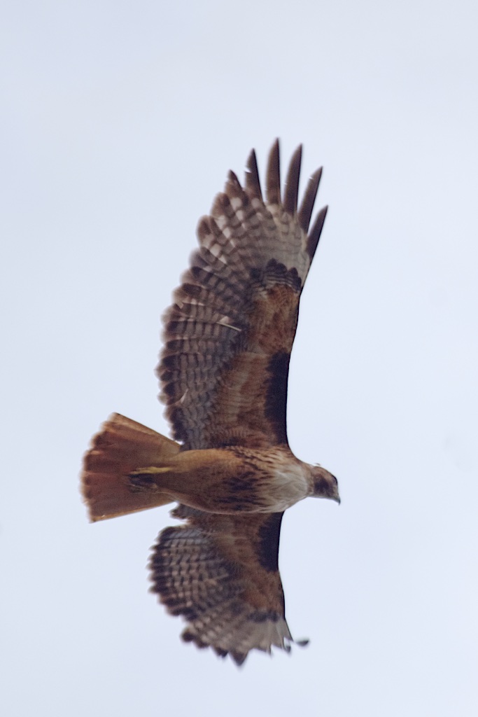 redtail3.jpg